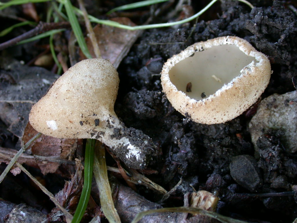 Oggi N� 2... 12 Giugno 2010